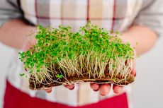 9 Rekomendasi Tanaman yang Dapat Dijadikan Microgreens