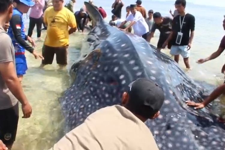 Hiu Paus 9 Meter Terdampar di Pantai Matahora Wakatobi, Evakuasi Terkendala Air Surut