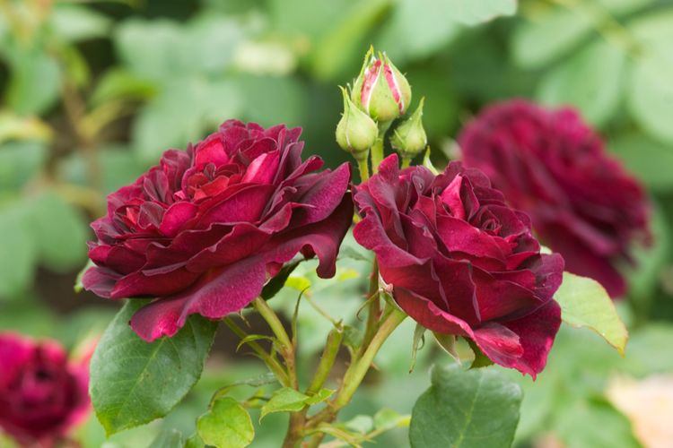 Ilustrasi bunga mawar Rosa Munstead Wood yang mengeluarkan aroma harum. 