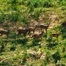 Beruang Madu, Lutung Merah, dan Rusa Sambar Kembali Kuasai Hutan IKN