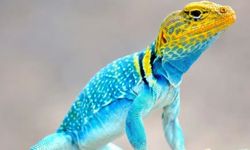 Mengapa Reptil Berwarna Lebih Cerah di Habitat Terbuka?