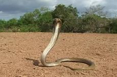 Sudin DPKP Cari Seekor Ular Kobra yang Lepas di Jagakarsa
