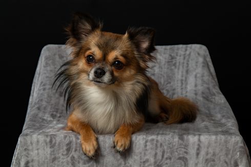 Mengenal Chihuahua, Ras Anjing Terkecil di Dunia