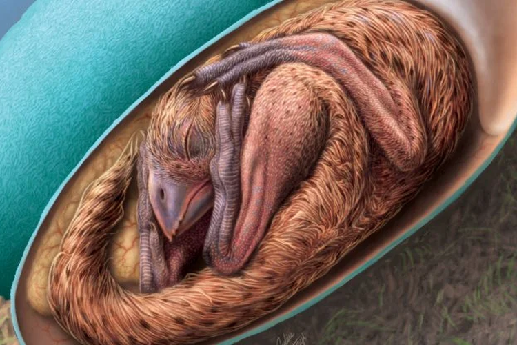 Restauración del embrión oviprodrosor dentro del huevo.  El fósil de embrión de dinosaurio bebé encontrado en China revela una nueva pista sobre la evolución de los dinosaurios. 