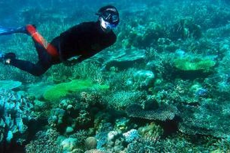 Seorang pengunjung menikmati keindahan alam bawah laut Pulau Labengki, Sabtu (4/5/2013). Aneka ragam terumbu karang menjadi salah satu keistimewaan pariwisata di Pulau Labengki, Konawe Utara, Sulawesi Tenggara.
