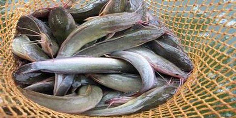 Kalsium Tinggi Pada Tulang Ikan Lele