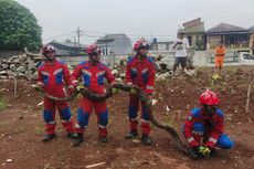 Sedang Cari Kucing, Warga Ciracas Dikagetkan Ular Sanca Sepanjang 6 Meter di Rumahnya