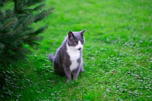 7 Cara Mengusir Kucing Liar Tanpa Menyakiti, Apa Saja?