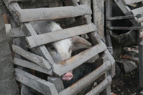 Puluhan Babi Mati akibat ASF, Ternak Itu Dilarang Masuk dan ke Luar Sikka 