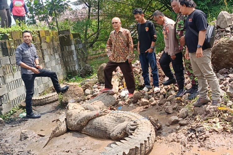 Seekor buaya berhasil ditangkap kembali setelah lepas dari penangkaran di kawasan Jebrod Cianjur, Jawa Barat, akibat tembok jebol, Rabu (2/10/2024) malam.