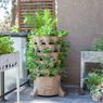 5 Hal Penting yang Harus Diketahui saat Berkebun di Teras Rumah