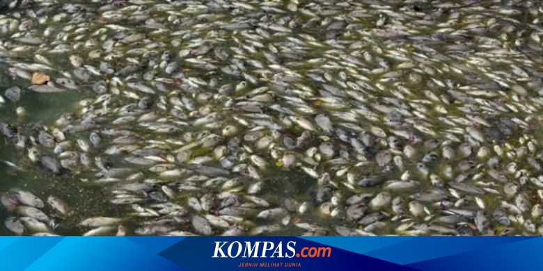 Tanggul Jebol 100 Ton Ikan Mati Di Musi Rawas