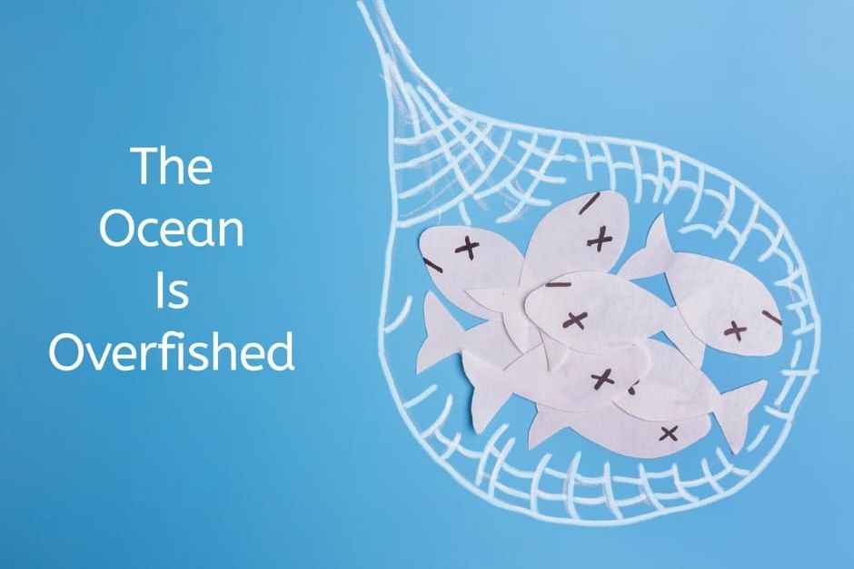 Overfishing: Pengertian, Penyebab, dan Dampaknya