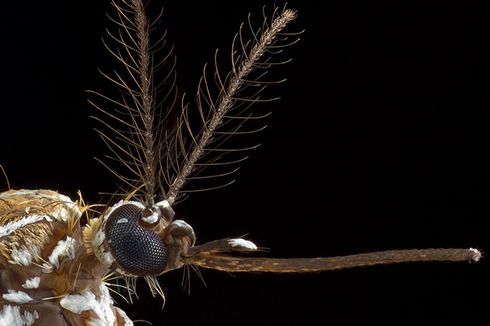 Terungkap, Cara Nyamuk Deteksi Kulit Manusia untuk Digigit