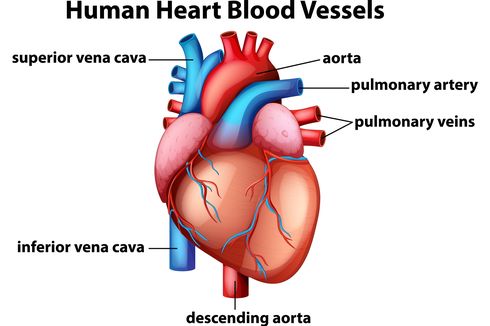 Anatomi Fisiologis Jantung: Struktur, Fungsi, dan Cara Kerjanya
