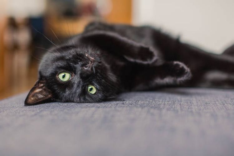 Ilustrasi kucing Bombay, ras kucing berbulu hitam.