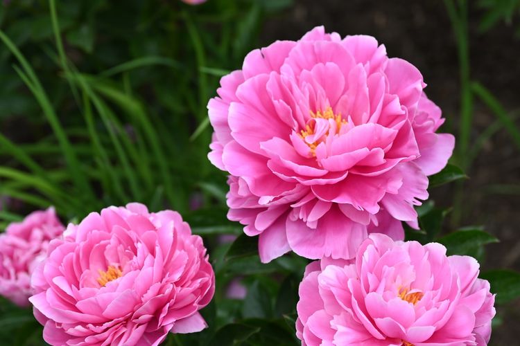 Ilustrasi bunga peony yang dianggap sebagai bunga keberuntungan dalam budaya China.