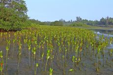 Tekan Emisi Karbon, Telkomsel Tanam 10.600 Mangrove Hasil Donasi Pelanggan