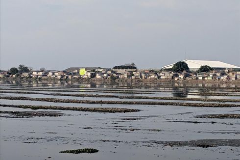 Air Waduk Pluit Menyusut, Bau Busuk Pun Muncul