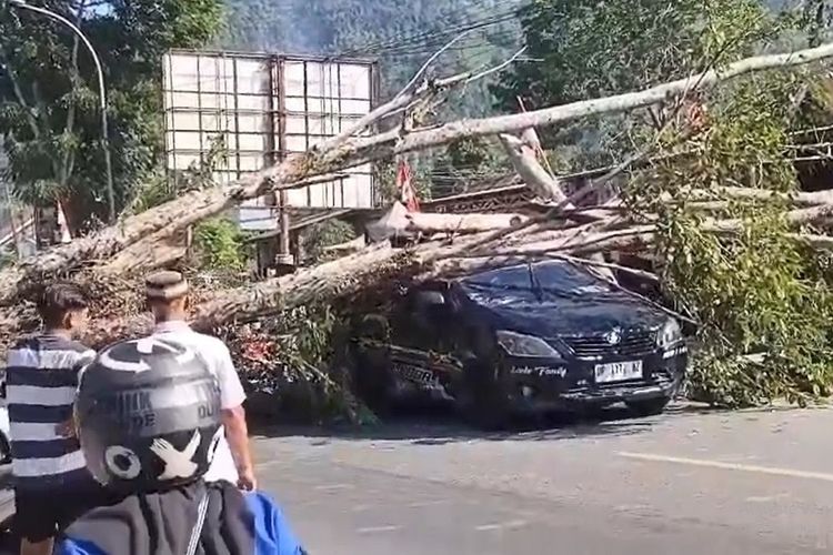 Pohon Tumbang Timpa Mobil, Motor, dan Rumah di Palopo, 3 Pengendara Terluka