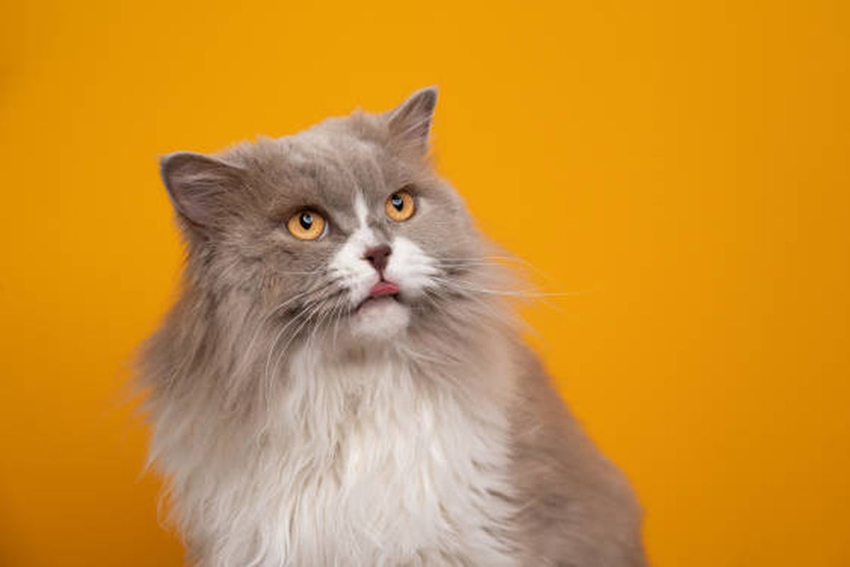 Fakta unik tentang otak kucing.