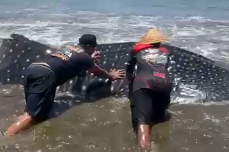 #---Polisi dan nelayan menyelamatkan hiu paus yang terdampar di pantai Cengkrong Desa Karanggandu Kecamatan Watulimo Kabupaten Trenggalek Jawa Timur, (03/10/2025).---#