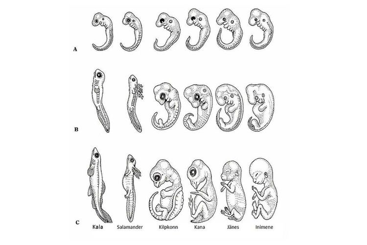 Perkembangan embrio makhluk hidup yang memiliki kesamaan pada tahap awal perkembangannya