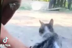 Video Viral Pemuda di Sumbawa Ledakkan Petasan di Anus Kucing, Polisi Turun Tangan