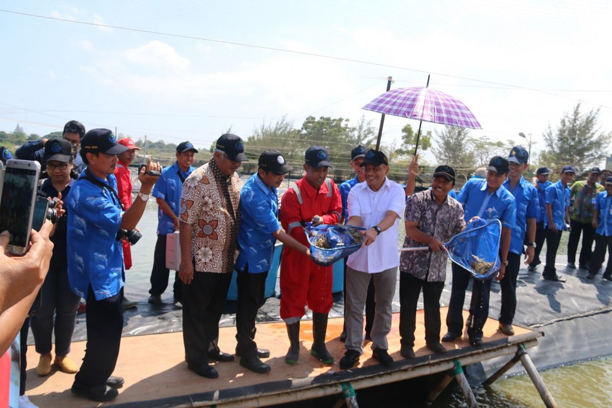 Udang merguensis merupakan udang asli Indonesia yang memiliki potensi besar untuk dikembangkan