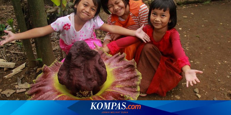 Tiba Tiba Tumbuh Di Halaman Rumah Bunga Bangkai Ini Jadi Primadona