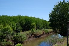 Mengintip Pemanfaatan Mangrove sebagai Ekowisata di Bali Barat