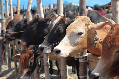 [POPULER NUSANTARA] Sapi Milik Peternak Dirampas Oknum Ormas | Pagar Tembok Ratusan Tahun di Kartasura Dijebol