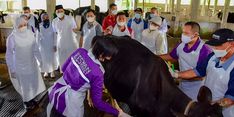 Jatim Distribusikan 1.000 Vaksin PMK Hewan Ternak, Khofifah Pantau Penyuntikannya di Sidoarjo
