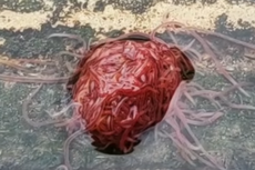 Gumpalan Menggeliat Mirip Otak Ditemukan di Texas, Apakah Itu?