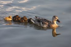 Mengapa Anak Bebek Berbaris Rapi di Belakang Induknya?