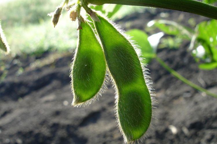 polong tanaman kedelai