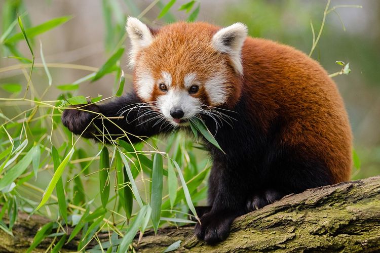 Panda merah adalah salah satu hewan folivora
