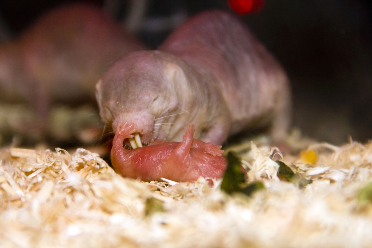 Tikus mol telanjang adalah hewan pengerat paling aneh karena seluruh tubuhnya tidak memiliki bulu. Selain itu, fakta menarik tikus mol telanjang adalah bisa berumur panjang, bahkan tikus masih bisa melahirkan hingga usia lanjut.
