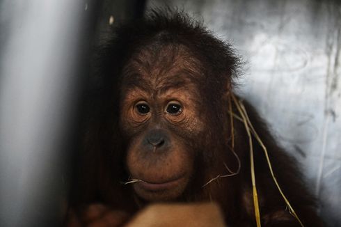 BERITA FOTO: Akhirnya, Orangutan Ung Aing dan Natalee Pulang ke Indonesia...