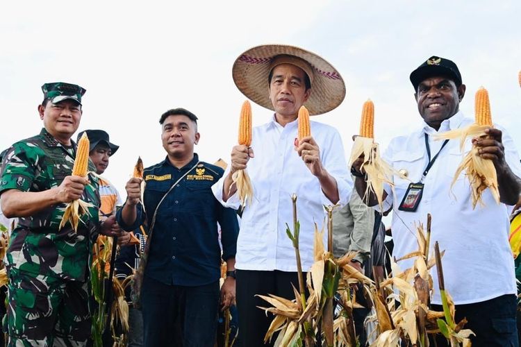 Presiden Joko Widodo (Jokowi) melakukan panen raya jagung di lokasi Food Estate, Kabupaten Keerom, Papua, Kamis (6/7/2023). Panen perdana ini dianggap Jokowi hasilnya sudah sangat tinggi, karena melampau standar nasional per hektarnya.
