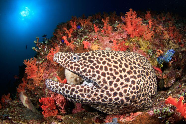 Ilustrasi ikan di antara terumbu karang di lautan pulau Banda. 