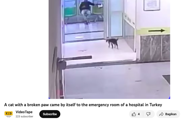 Tangkapan layar video kucing dengan kaki patah datang sendiri ke rumah sakit untuk mendapat perawatan
