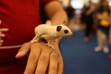 Lucu dan Menggemaskan, Ini 5 Fakta Menarik Tentang Sugar Glider