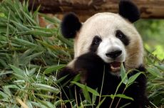 Panda Hanya Makan Bambu, Mengapa Tubuh Panda Tetap Besar?