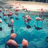 Fakta Flamingo, Bulu Berubah jadi Pink hingga Hobi Berdiri dengan Satu Kaki