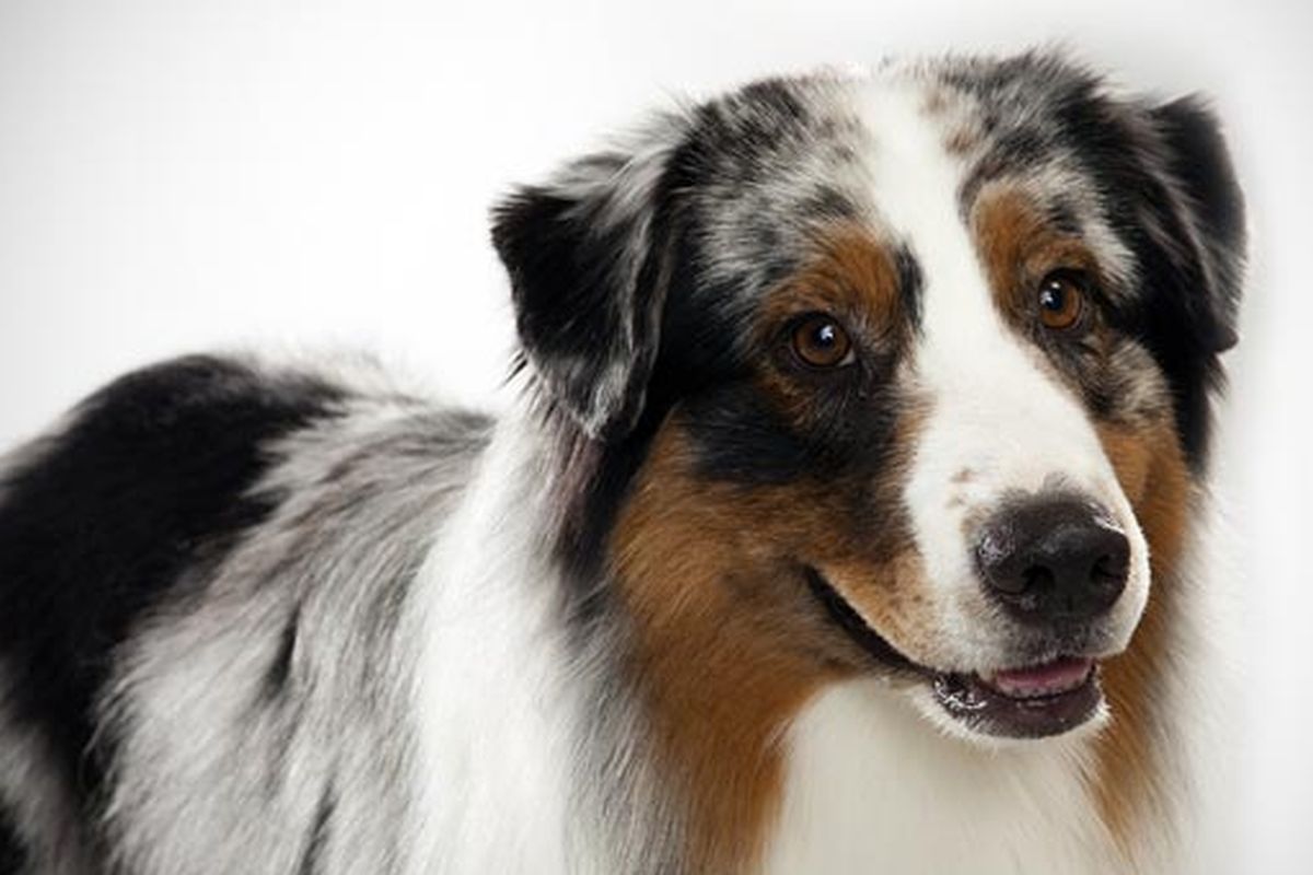 Anjing jenis Australian Shepherd.