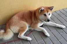 Anjing Setia, 6 Hari Tak Beranjak dari Pintu RS Tunggu Tuannya Dirawat