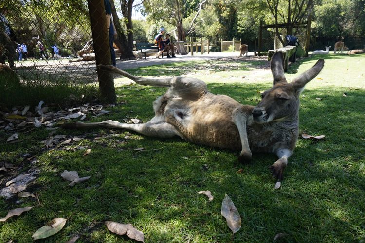 Kanguru di Caversham Wildlife Park, Perth, Australia Barat.