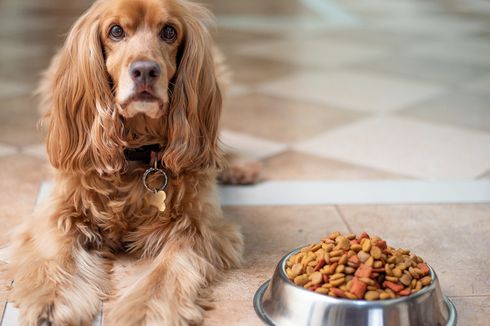 Bagaimana Mengembalikan Nafsu Makan Anjing?