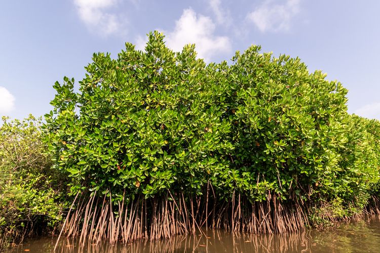 Ilustrasi tanaman mangrove. 